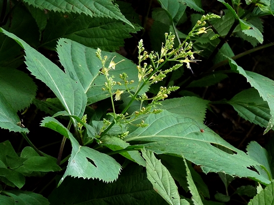 {Collinsonia canadensis}